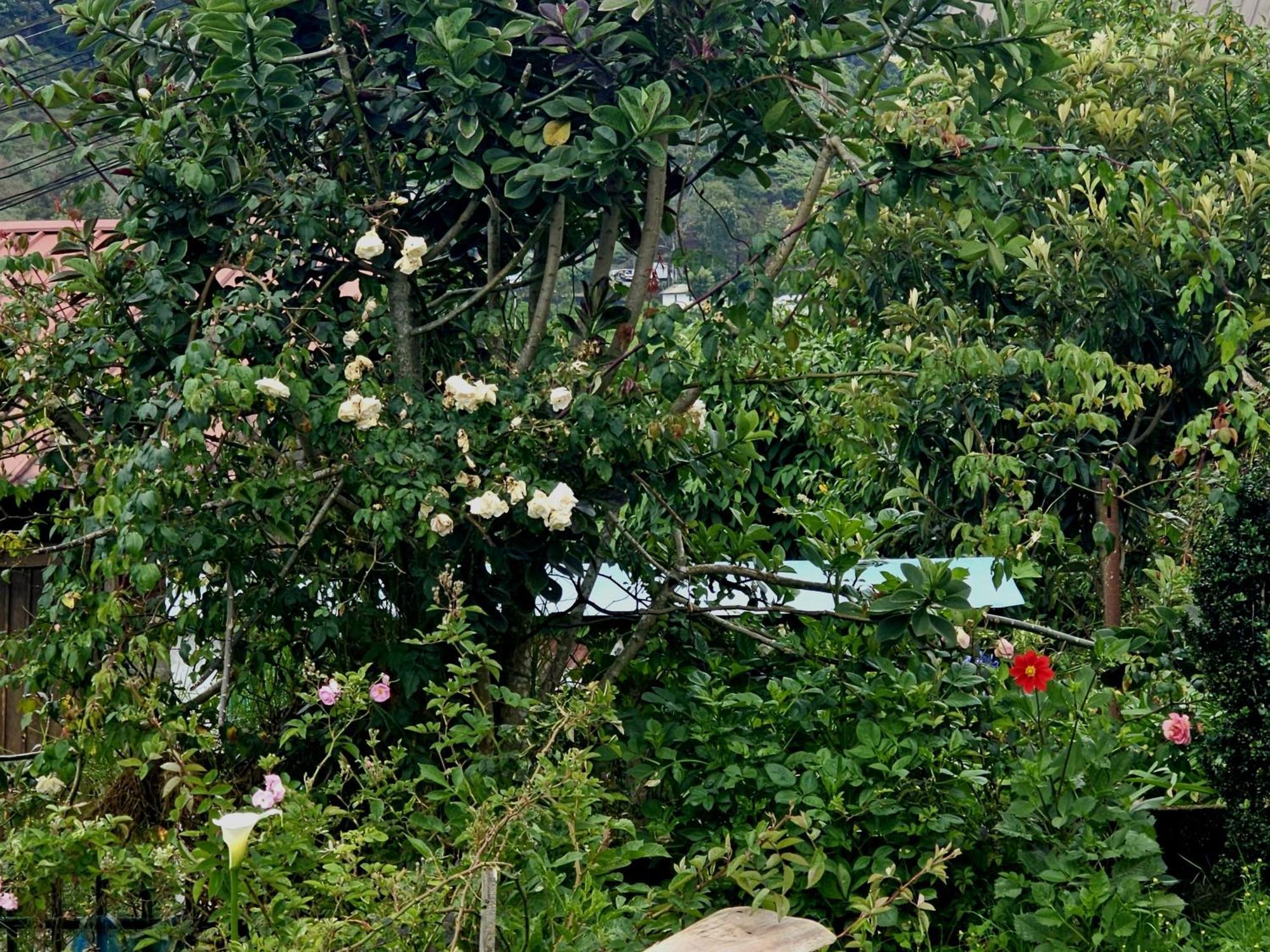 Haven Backpackers Nuwara Eliya Exterior foto